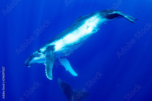 ザトウクジラ 座頭鯨 Humpback whale