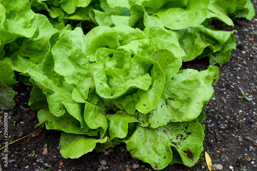 head of lettuce in earth, salad grows in garden
