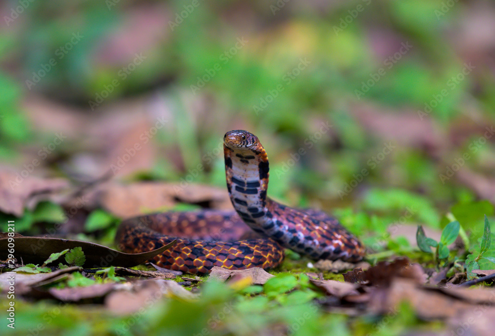 Fototapeta premium Assam Mountain Snake found in Thailand rain forest. 