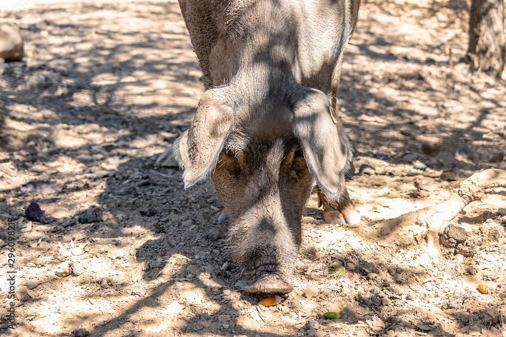 Fototapeta premium Iberian pig eating acorns in Jabugo village in the mountains of Aracena, Huelva, Spain