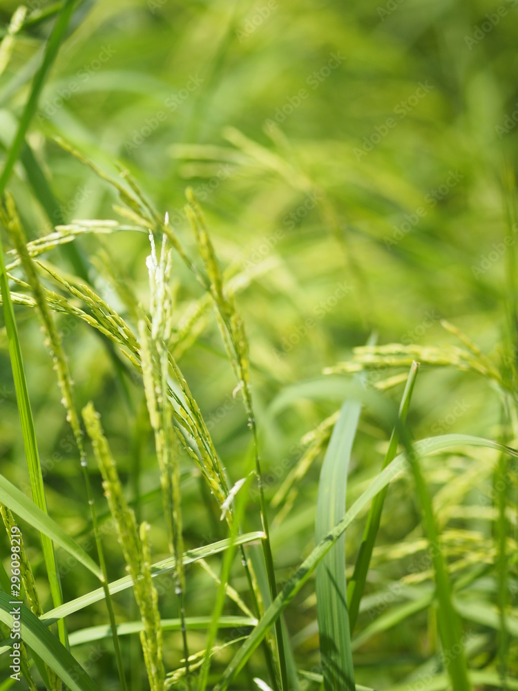 green paddy rice in the field plant, Jasmine rice on blurred of nature background green paddy rice in the field plant, Jasmine rice on blurred of nature background