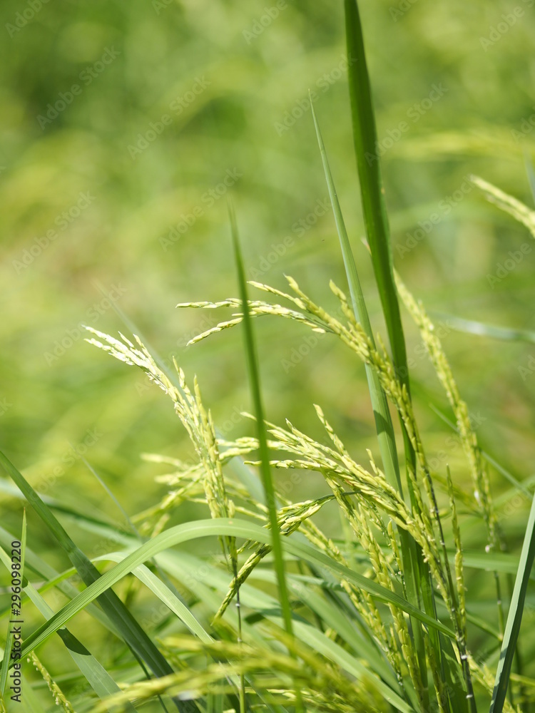 green paddy rice in the field plant, Jasmine rice on blurred of nature background green paddy rice in the field plant, Jasmine rice on blurred of nature background