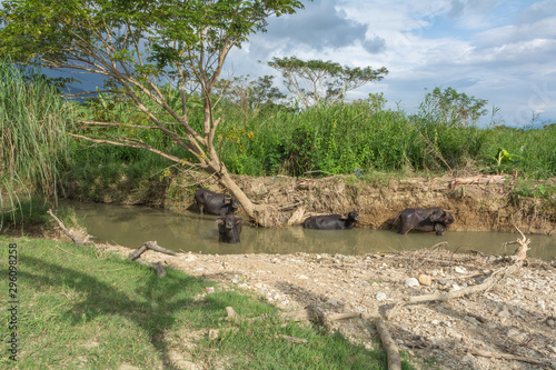 buffalos in the mud river © Peter