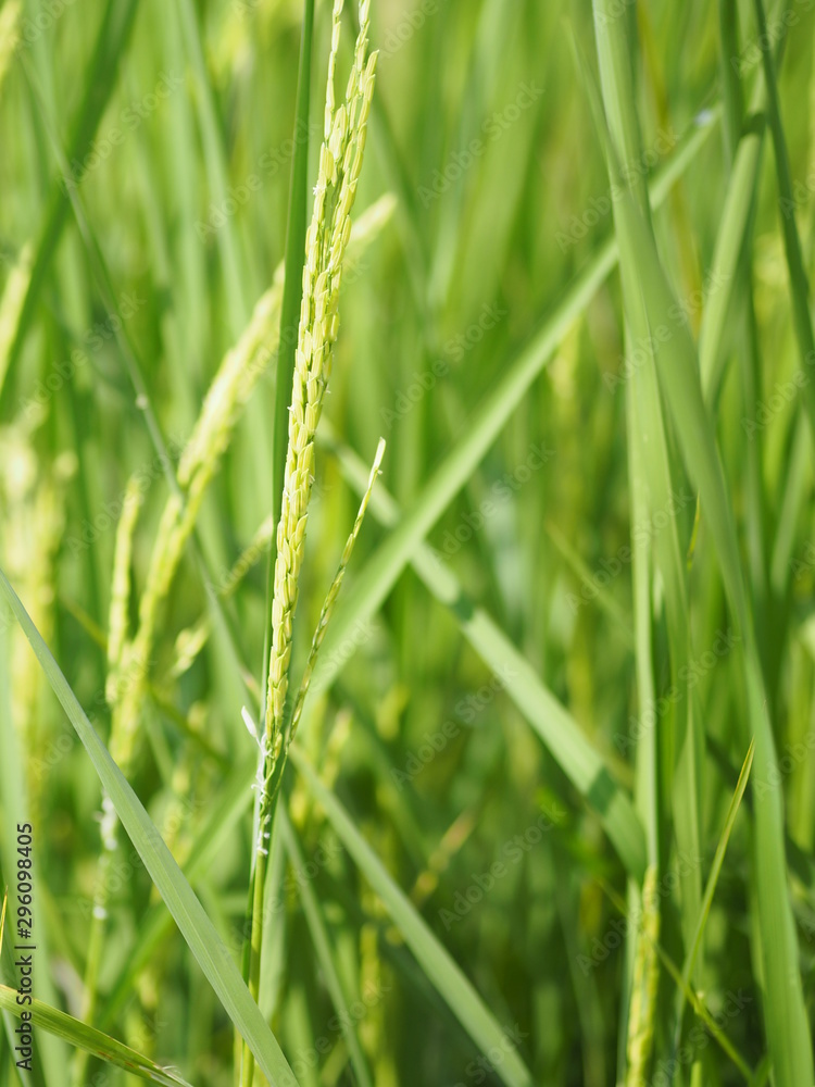 green paddy rice in the field plant, Jasmine rice on blurred of nature background green paddy rice in the field plant, Jasmine rice on blurred of nature background