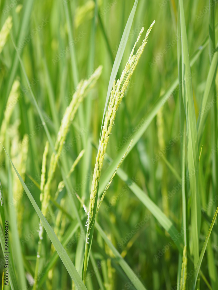 green paddy rice in the field plant, Jasmine rice on blurred of nature background