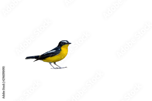 Yellow-rumped Flycatcher isolated white background © surachet