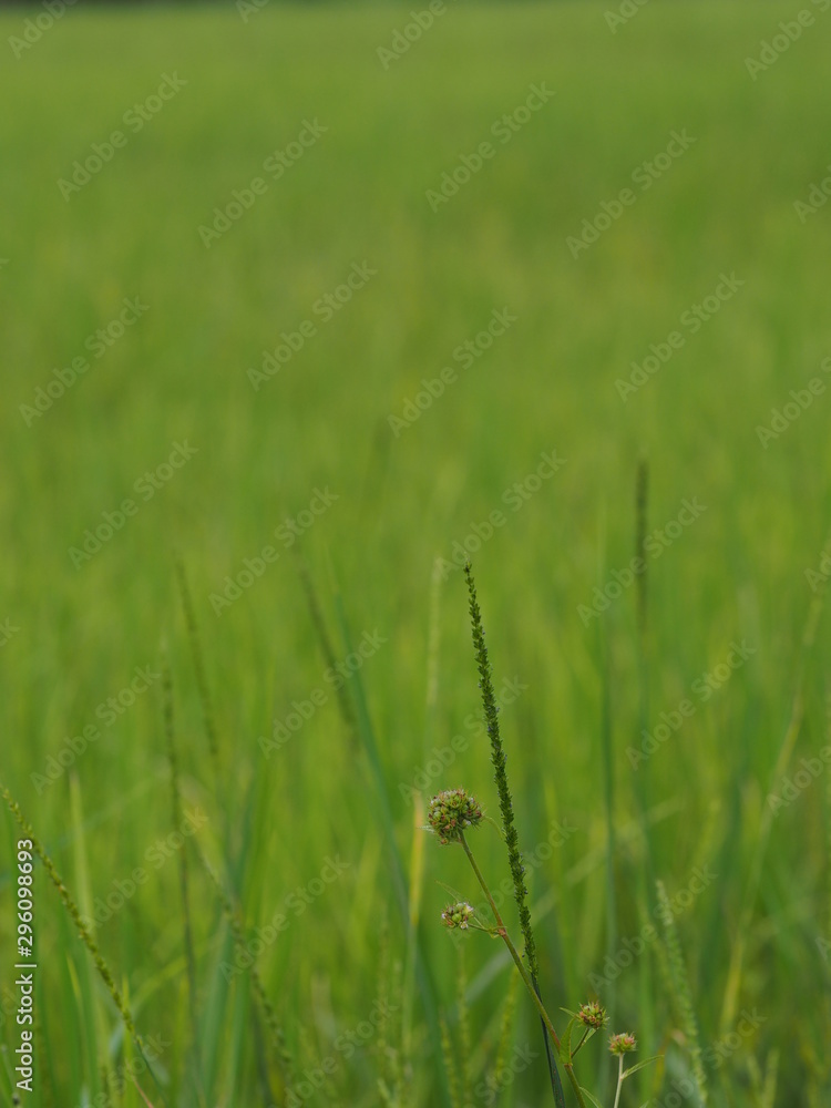 green paddy rice in the field plant, Jasmine rice on blurred of nature background green paddy rice in the field plant, Jasmine rice on blurred of nature background