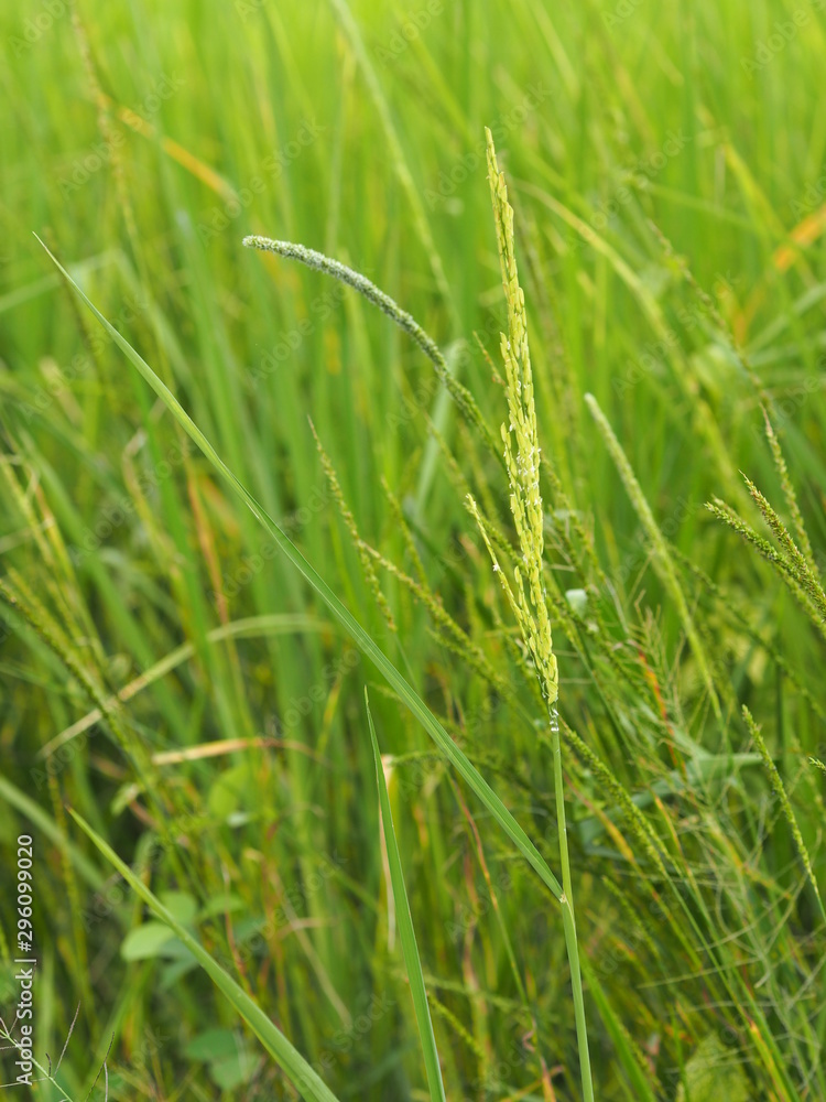 green paddy rice in the field plant, Jasmine rice on blurred of nature background green paddy rice in the field plant, Jasmine rice on blurred of nature background