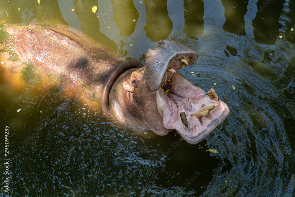 Hippopotamus in the water with its mouth open in a waterhole. Close up  portrait of big