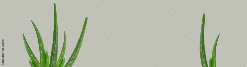 Green aloe plant on background with copy space. Natural Aloe Vera leaves Green aloe plant on background with copy space. Natural Aloe Vera leaves