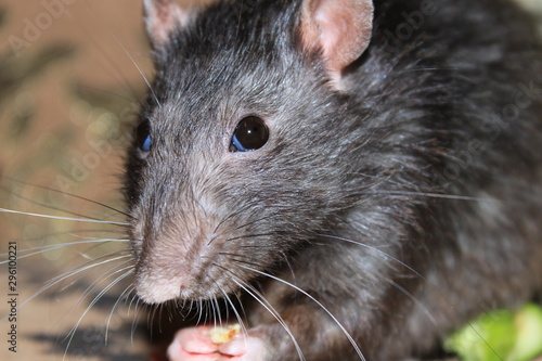  The gray rat is eating food. Close-up.