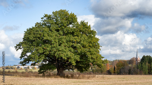 Mighty oak on a sloping field