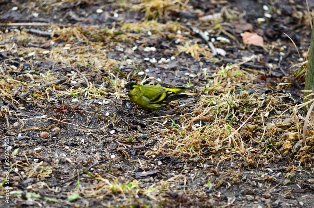 Obraz premium Czyżyk w trawie