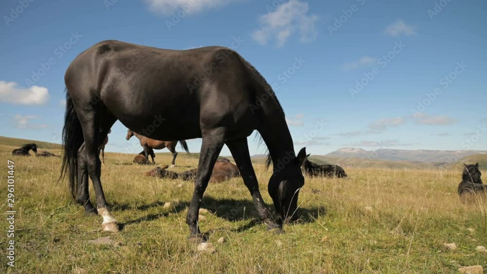 A black domestic horse grazes in a mountain meadow on a sunny autumn day. Farm Equestrian Concept A black domestic horse grazes in a mountain meadow on a sunny autumn day. Farm Equestrian Concept