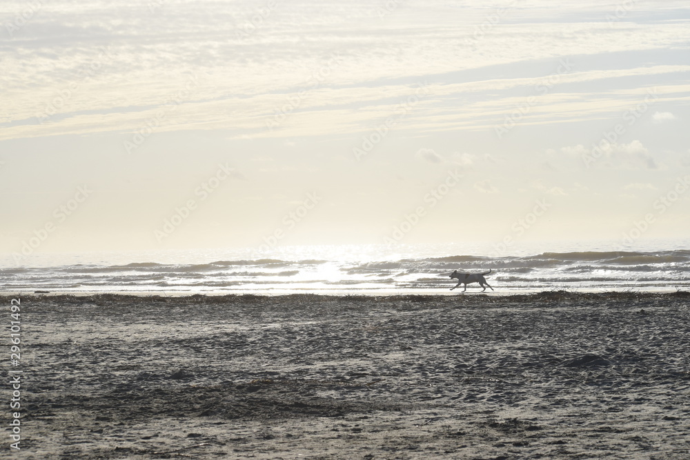 dog running on the beach. beach. waves on the beach. sunrise on the beach. 