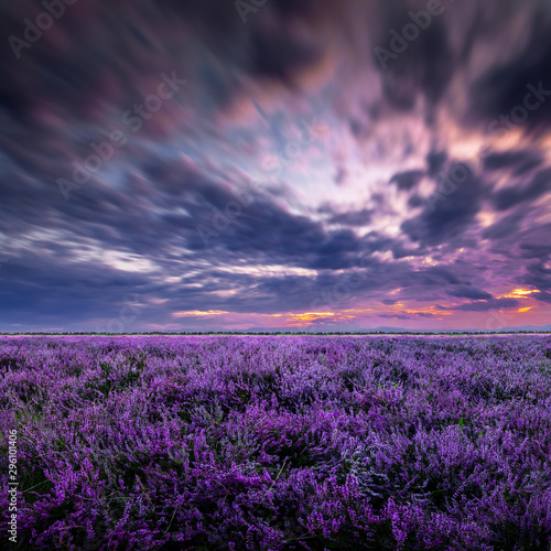 Beautiful landscape with filled full of blue and purple flowers and dramatic sunset sky above.