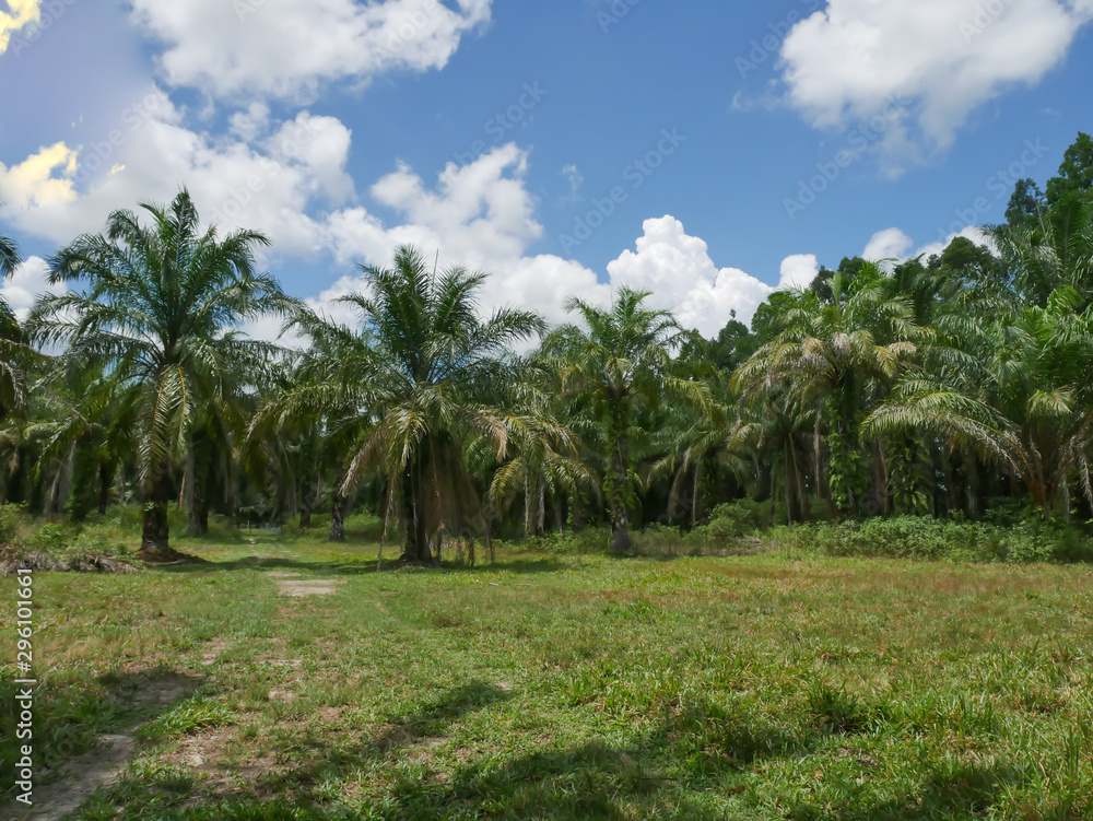 Obraz premium Oil palm oil, economic crops of farmers in southern Thailand.