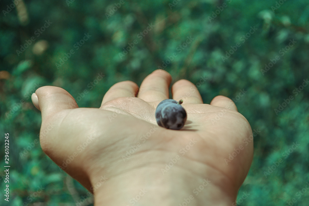 hand holding shell on green background hand holding shell on green background