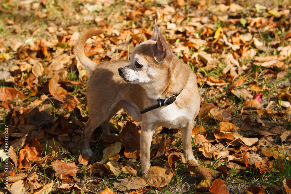 Chihuahua in the autumn park Chihuahua in the autumn park
