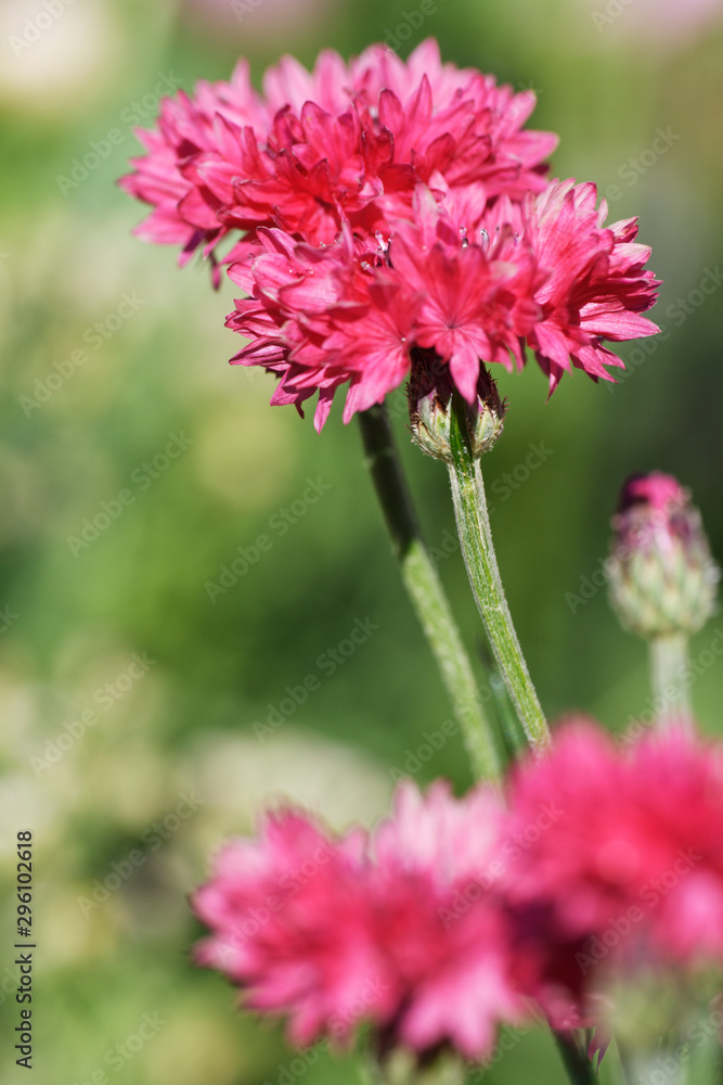 rote Kornblume rote Kornblume