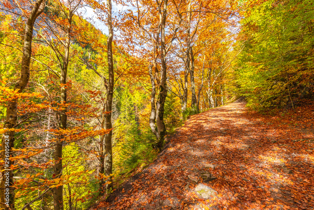 Walkway with colorful leaves in an autumn forest. Kvacianska Valley in Liptov region of Slovakia, Europe.