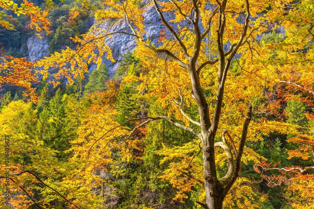 Trees with colorful leaves in an autumn forest. Kvacianska Valley in Liptov region of Slovakia, Europe.