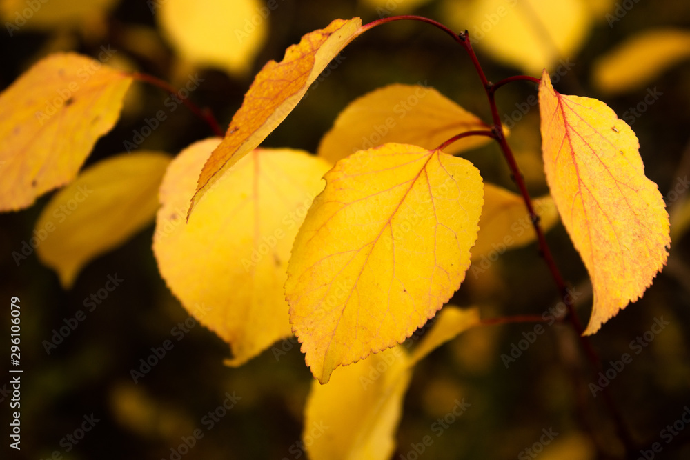 Yellow autumn leaves on a tree close-up Yellow autumn leaves on a tree close-up