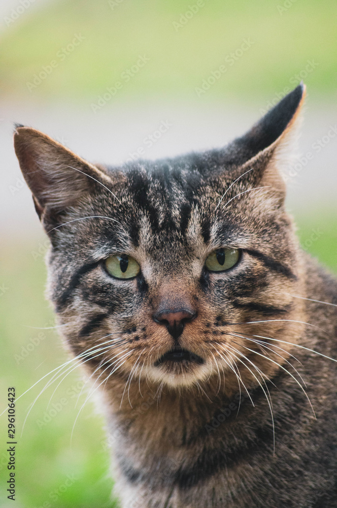 portrait of a cat