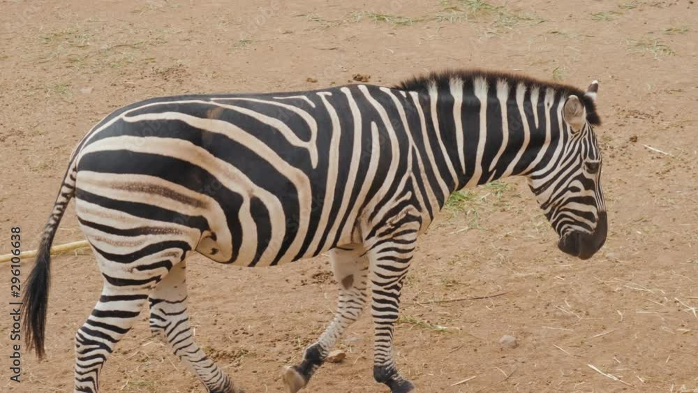 Zebra in the nature habitat, National Park. Wildlife scene from nature, Africa Zebra in the nature habitat, National Park. Wildlife scene from nature, Africa
