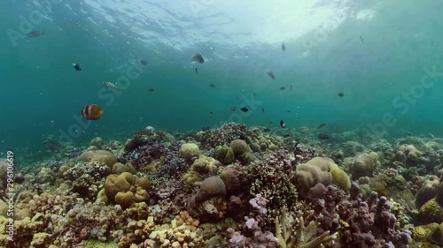 Wallpaper Mural tropical fish and coral reef underwater world diving and snorkeling on coral reef. Hard and soft corals underwater landscape Torontodigital.ca