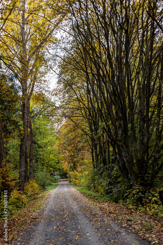 Fototapeta Naklejka Na Ścianę i Meble -  Waldweg im Herbst