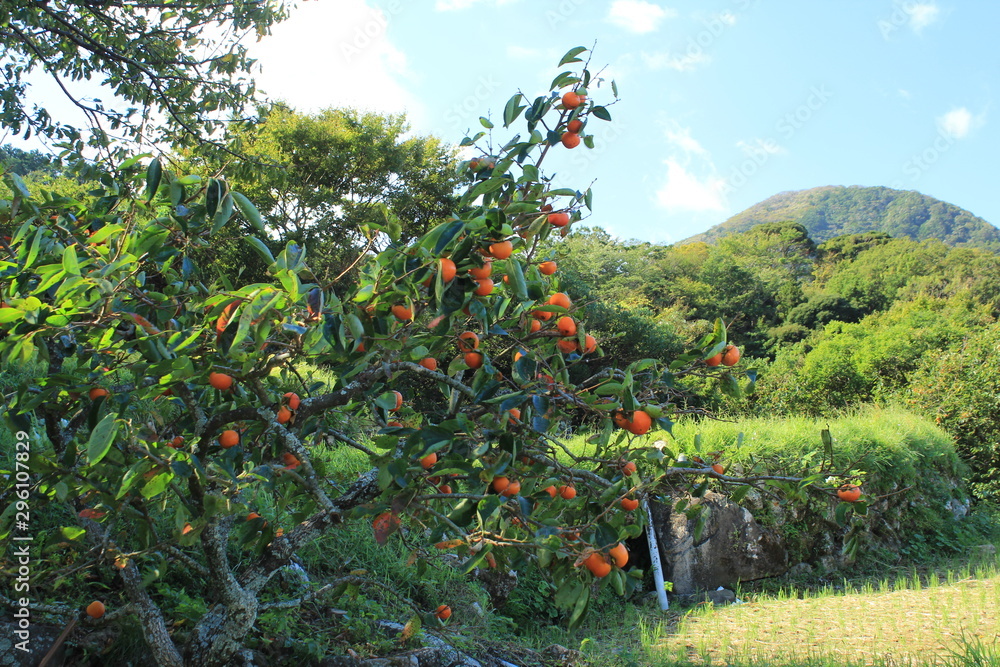 里山の柿の木