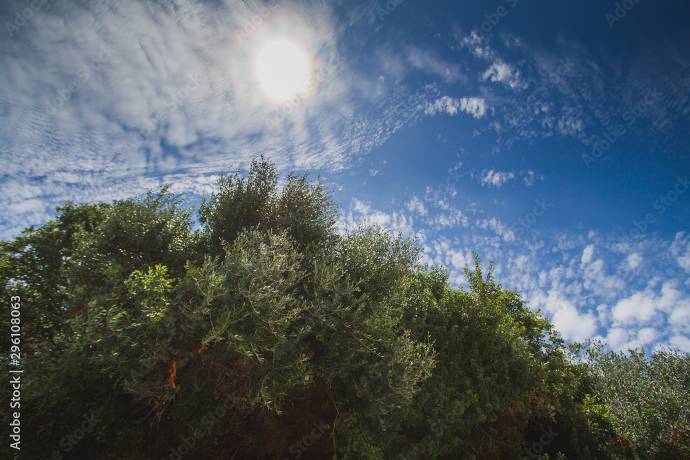 Obraz premium trees and sky