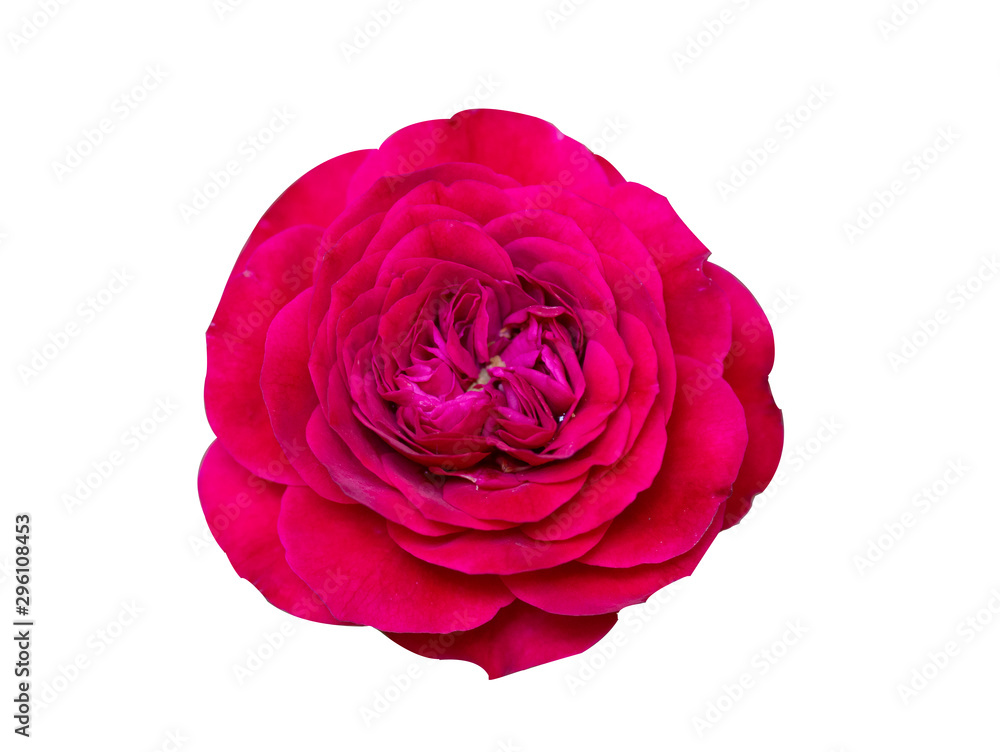 Blooming red rose isolated on white with clipping path Blooming red rose isolated on white with clipping path