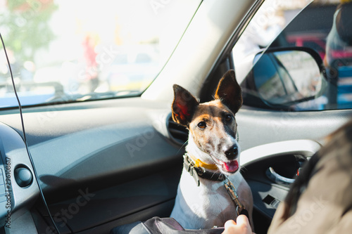 Young fox terrier dog on the lap in the car. The concept of transporting pets in the car, traveling with dogs in the car and safe dog transporting © Photoboyko