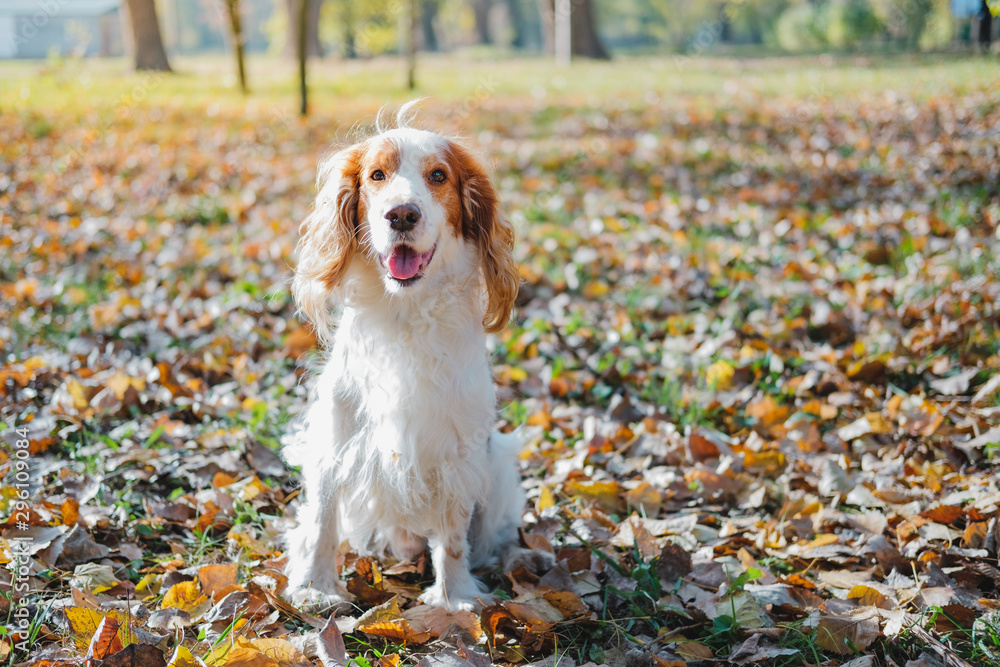 Portrait of a friendly purebred russian spaniel. Cute spaniel dog sits among autumn leaves in grass at a park