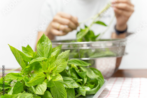 Sweet basil leaf on a tray with woman pinching the leaf in background. photo