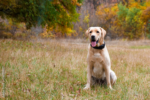 Labrador retriever yellow dog in autumn forest. Walk dog concept