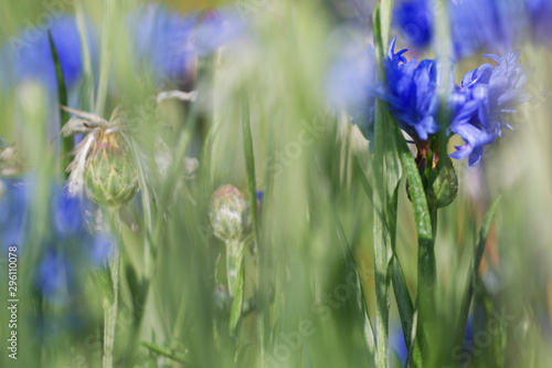 blaue Kornblume