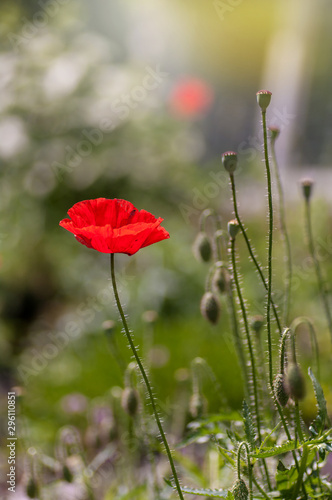 one red poppy in nature close-up