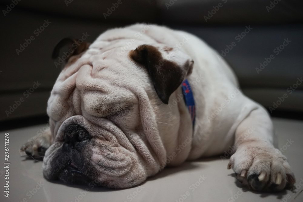 white english bulldog sleep on the floor white english bulldog sleep on the floor