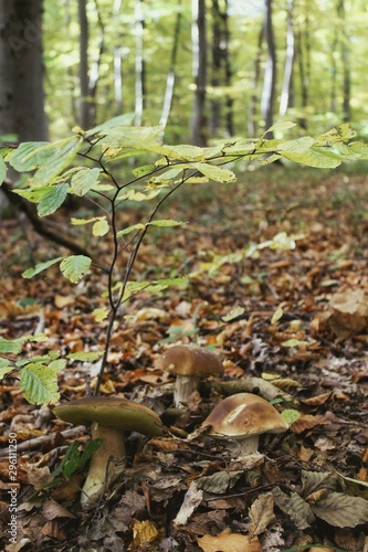 mushrooms in forest © Богдана Лесив