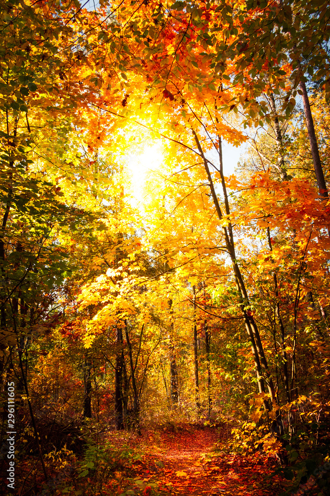 Obraz premium Jesień w lesie 