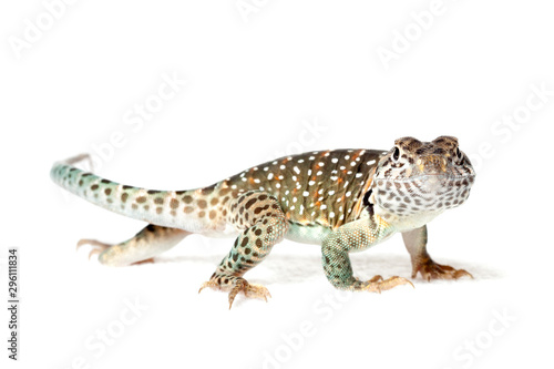 Collared lizard isolated on white background