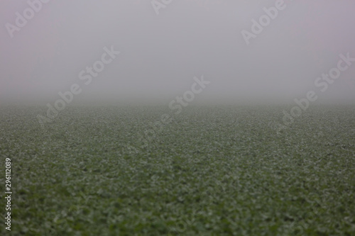 misty green field  © babaroga