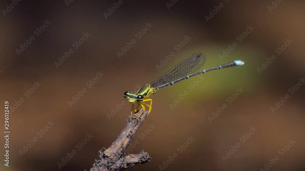Dragonfly on branch in tropical rain forest. Dragonfly on branch in tropical rain forest.