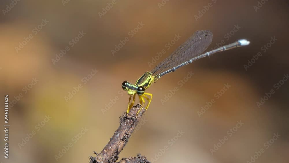 Dragonfly on branch in tropical rain forest. Dragonfly on branch in tropical rain forest.