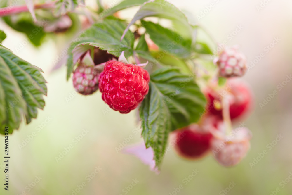 branch of ripe raspberries in a garden branch of ripe raspberries in a garden