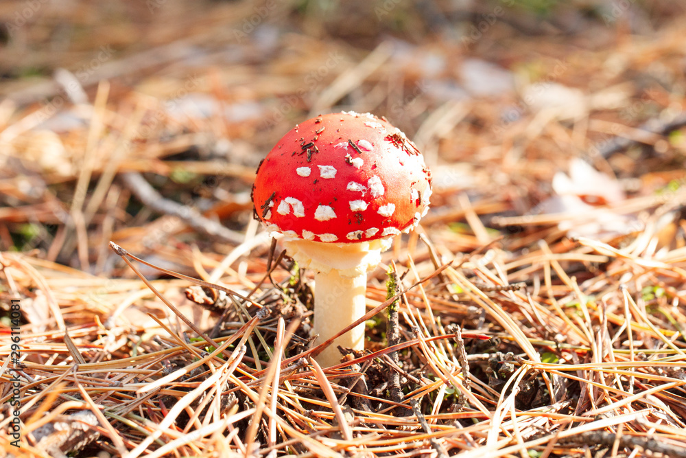 mushrooms in a pine forest mushrooms in a pine forest