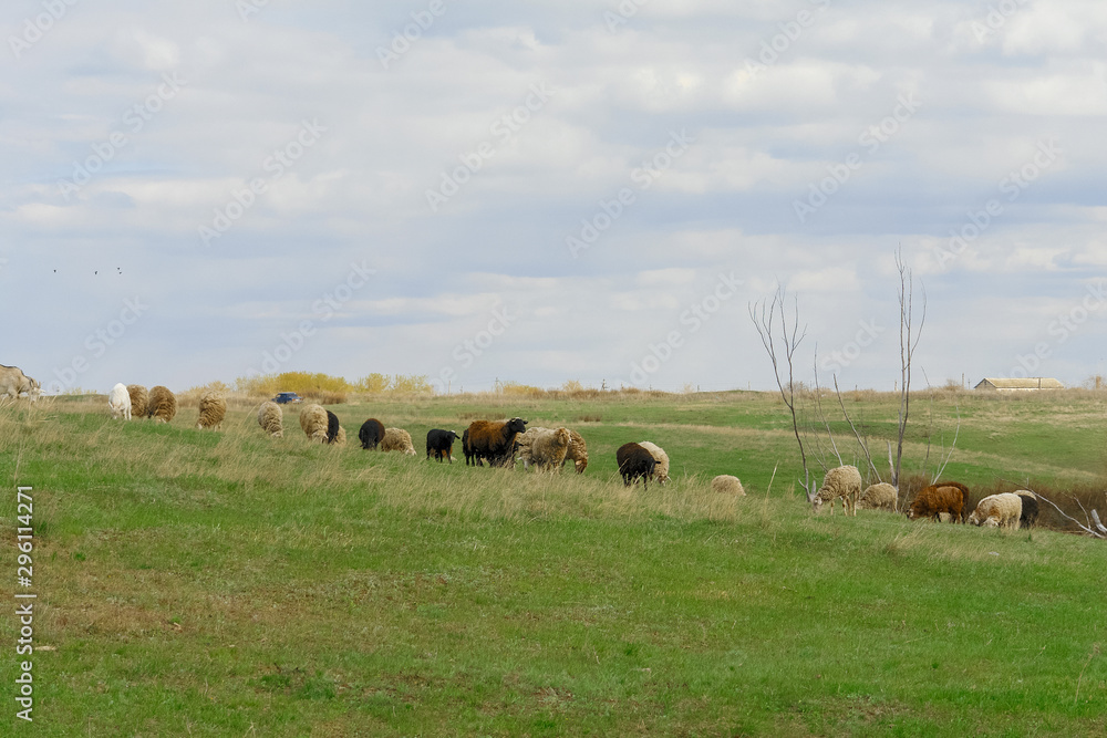Fototapeta premium A flock of sheep on a spring pasture against a cloudy sky